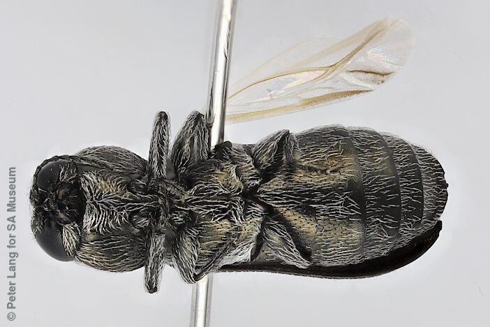 Synechocera albohirta, PL3991, pitfall specimen leg. R. Leijs, NW, photo by Peter Lang for SA Museum, 3.1 × 1.0 mm